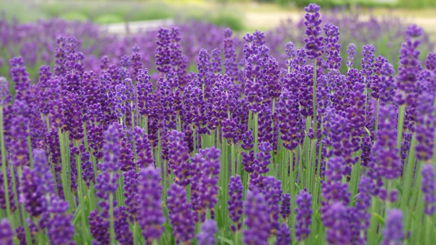 lavender-closeup-L