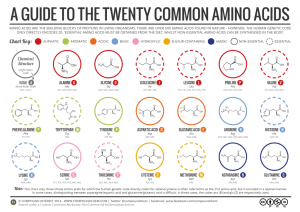 20-Common-Amino-Acids-v3-1024x724-1